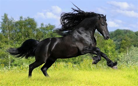 beautiful black horse   field  grass hd animals wallpapers