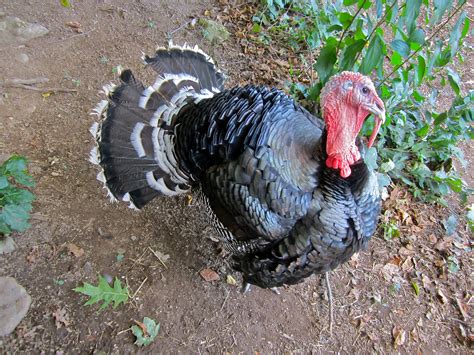 decades  countinglife reinvented elegy   turkey