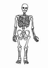 Esqueleto sketch template