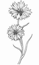 Cornflower Drawing Flower Tattoo Coloring Drawings Flowers Cornflowers Google Floral Draw поиск Pages Behance Daisy Blue Sketches Designlooter Wildflower Tattoos sketch template