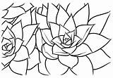 Succulent Coloring Pages Books Getdrawings Color Getcolorings Ebooks sketch template