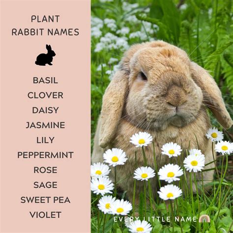 rabbit names   pet bunny