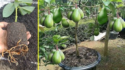 Amazing How To Cuttings Avocado Stems To Grow Roots 100 Successful