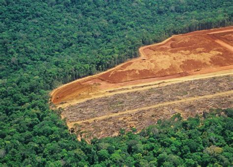 amazon rainforest deforestation   worst equivalent   size