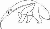 Anteater Coloring Drawing Pages Printable Draw Line Realistic Animals Rainforest Ant Kids Adults Drawings Step Color Blogthis Email Twitter Choose sketch template