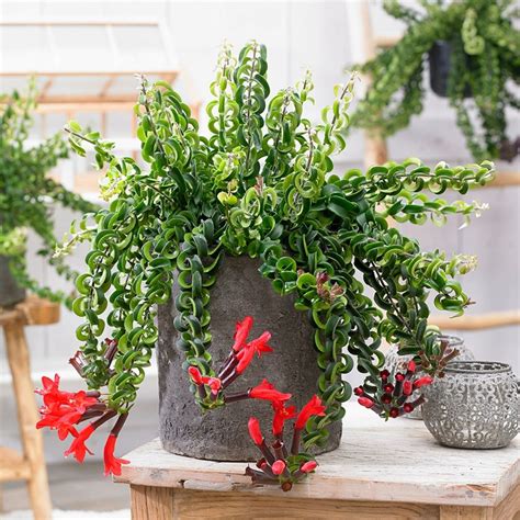 buy lipstick plant aeschynanthus twister xl pbr