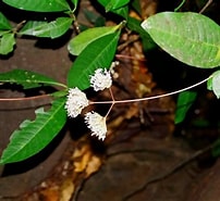 Afbeeldingsresultaten voor "bathypontia Elongata". Grootte: 202 x 185. Bron: sites.google.com