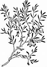 Olive Branches Branch Clipart Line Designs Coloring Use sketch template