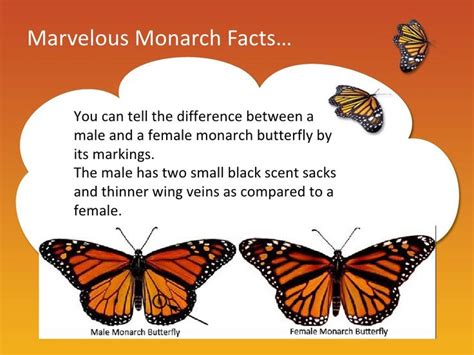 monarch butterflies show monarch butterfly monarch butterfly facts