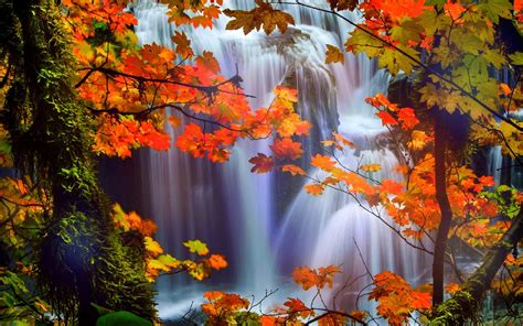 attractions  dreams trees nature fall leaves beautiful waterfalls scenery love