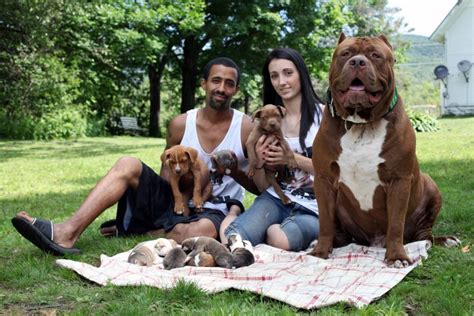 Hulk The World S Biggest Pitbull Has Now Had Eight Puppies Valued At