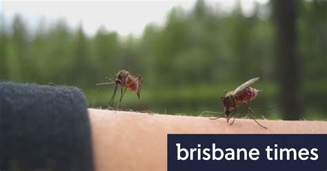 victorian woman dies  rare mosquito borne virus robert