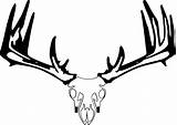 Skull Drawings Deer Whitetail Girly Clipartmag sketch template