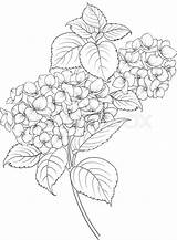 Hydrangea Flower Drawing Blooming Drawings Coloring Line Vector Flowers Blumen Google Hortensia Illustration Colourbox Template Tattoos Zeichnung Pages Auswählen Pinnwand sketch template