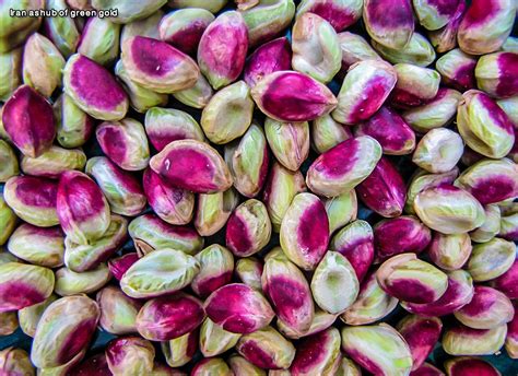 iran as hub of green gold as the hub of pistachio production and export in the world iran has a
