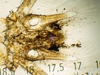Image result for "leptomysis Lingvura". Size: 146 x 109. Source: www.aphotomarine.com