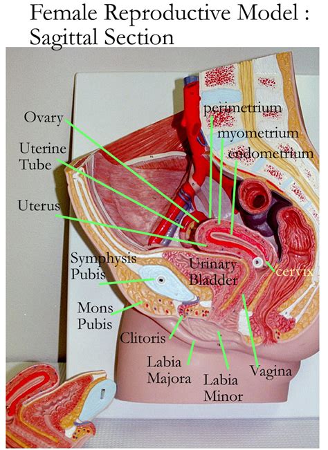 Fat Labia Majora