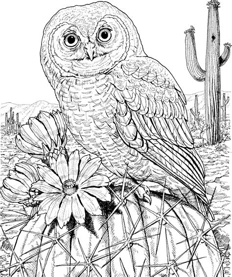 difficult owl coloring page  adults