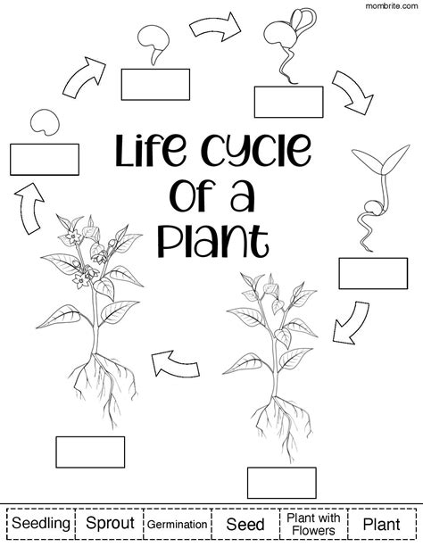 plant life cycle  kids  worksheets siklus hidup tanaman
