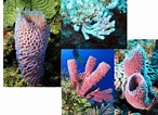Image result for "rissoa Porifera". Size: 146 x 106. Source: studylib.net