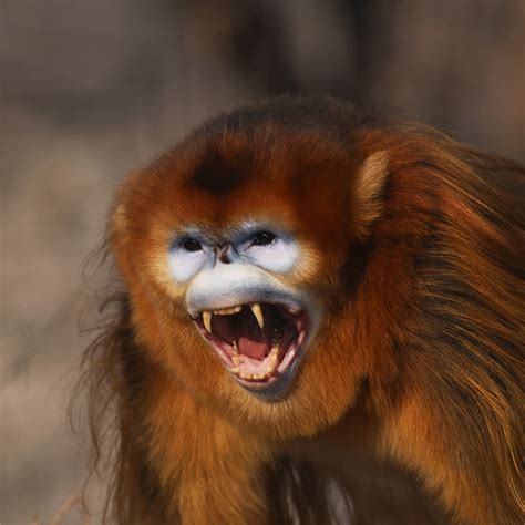 golden snub nosed monkey alchetron   social encyclopedia