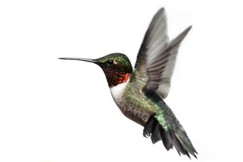 hummingbird wallpapers images  pictures backgrounds