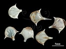 Afbeeldingsresultaten voor "diacria trispinosa Atlantica". Grootte: 132 x 98. Bron: digimuse.nmns.edu.tw