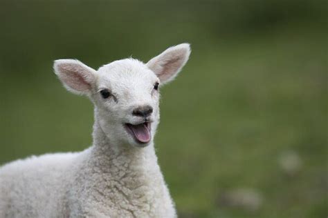 sheep lamb mouth open smiling  happy  framed