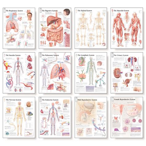 scientific publishing  complete body system chart set