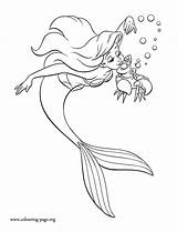 Coloring Mermaid Little Sebastian Pages Ariel Popular Her sketch template