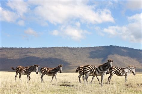 alex s top 5 tanzania safari experiences viva africa tours