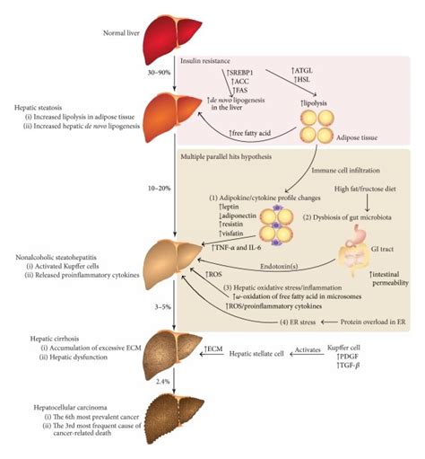 Pathogenesis Of Non Alcoholic Fatty Liver Disease