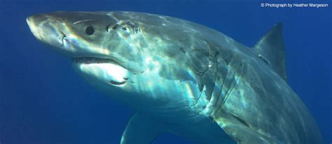 A Great White Shark Called Biteface From Guadalupe