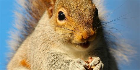 thousands lose power  san francisco due  squirrel huffpost