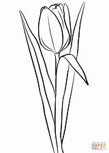 Tulip Coloring Pages Printable Realistic Drawing Tulips Paper sketch template