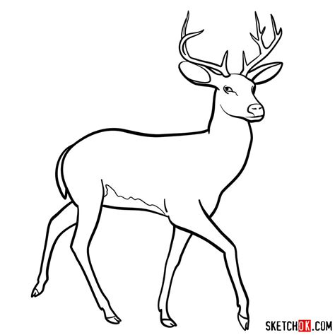 draw  deer sketchok easy drawing guides