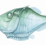 Afbeeldingsresultaten voor "Argyropelecus affinis". Grootte: 191 x 185. Bron: fishillust.com