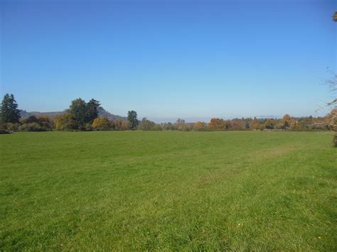 photo grass field bright flora fresh   jooinn