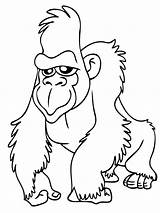 Coloring Pages Drawing Gorilla Apes Face Kids Pig Printable Drawings Ape Animals Head Color Print Animal Two Jungle Cartoon Baby sketch template