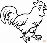 Coloring Pages Rooster Printable sketch template