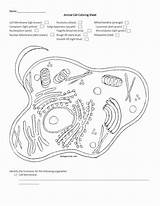 Cell Animal Coloring Getdrawings sketch template