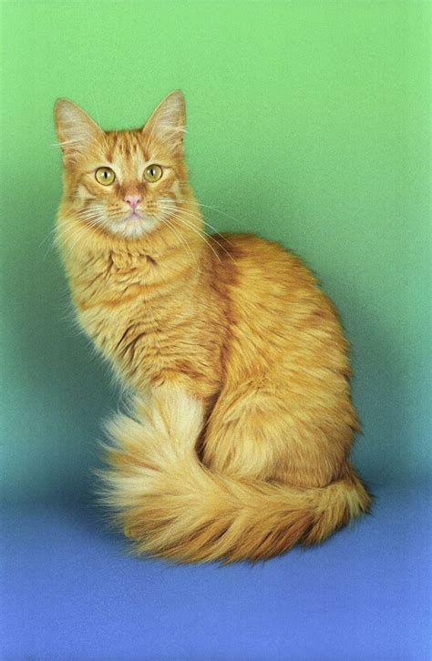 Turkish Angora Cat Is A Breed Of Domestic Cat Turkish Angoras Are One