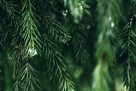 fir tree symbolism  meanings grooving trees