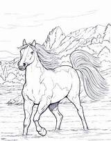 Cavalos Animais Cavalo Selvagens Horses Aula Resultado Online24 sketch template