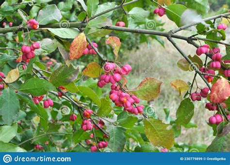 On A Branch Of Euonymus Europaeus Ripened Fruits With Boxes Stock Image