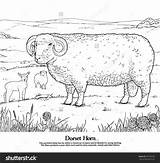 Dorset Coloring Drawings Designlooter Horn Sheep Series sketch template