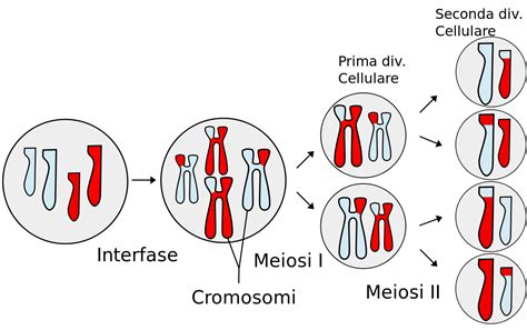 meiosi wikipedia