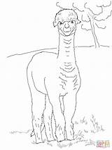 Alpaca Alpaka Ausmalbilder Ausmalbild Ausdrucken Sheets Lustiges Llama Zeichnen Supercoloring Plushie Malbilder sketch template