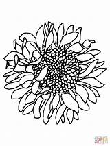 Sunflower Coloring Pages Head Printable Sunflowers Color Drawing Outline Simple Realistic Clipart Silhouettes Template Flower Border Vans Colouring Flowers Cliparts sketch template