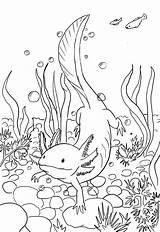 Axolotl Coloring Drawing Pages Line Printable Colouring Cute Animal Patterns Board Designlooter Kids Frog Deviantart Outline Book Template Choose 51kb sketch template